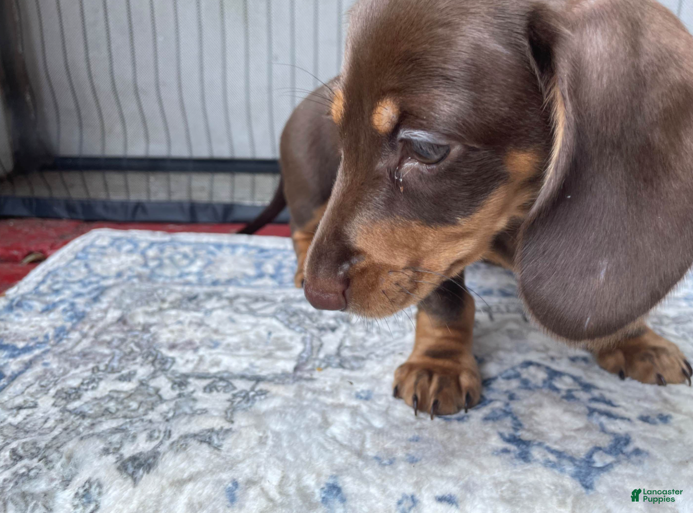 Miniature Dachshund dogs Boy 1 - Ad 1
