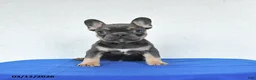 French Bulldog dogs for sale: Bella   - Ad 3