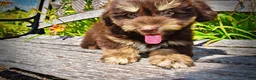 Havapoo dogs for sale: Epic - Ad 5