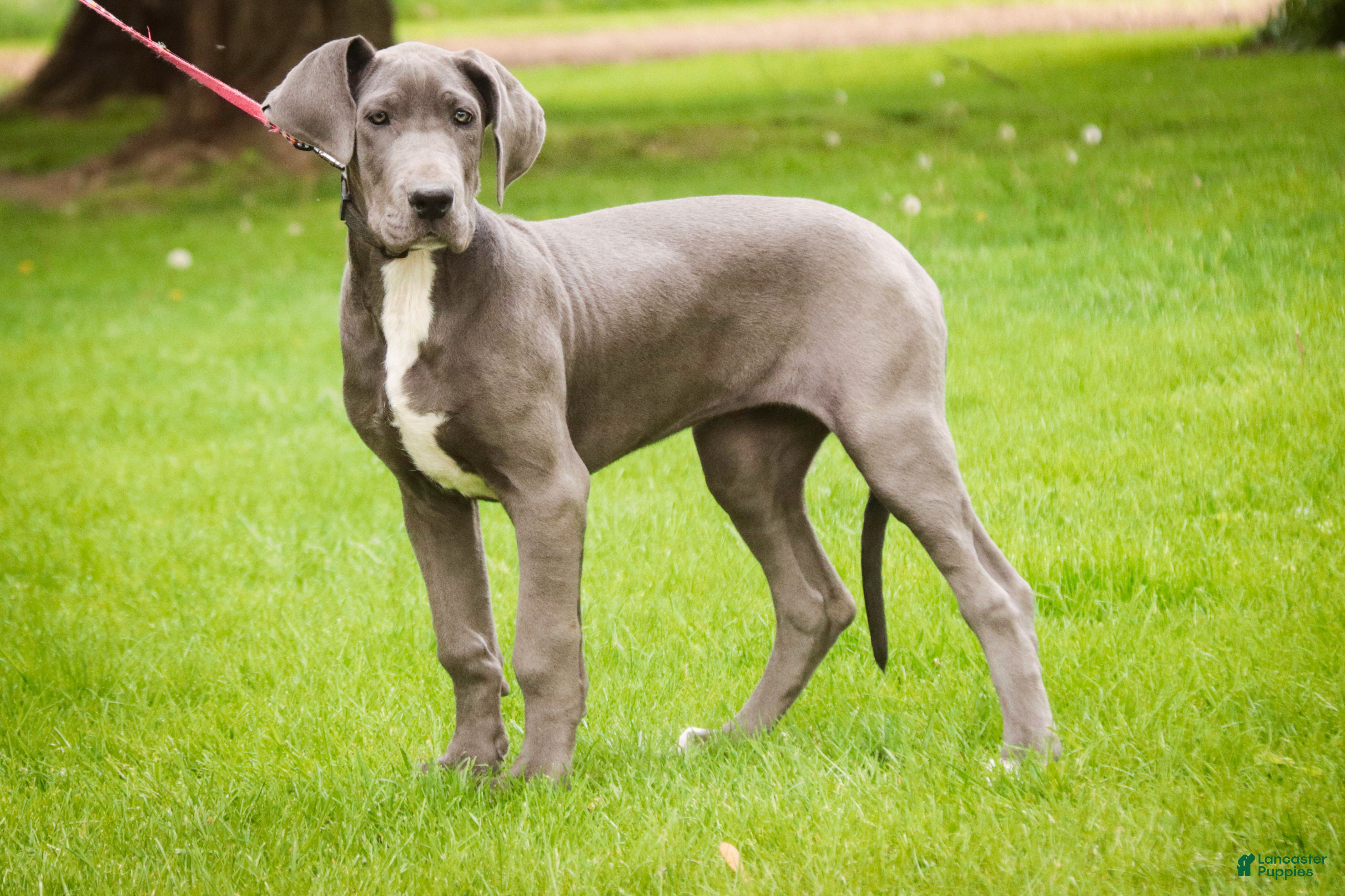 Great Dane dogs Winifred - Ad 1