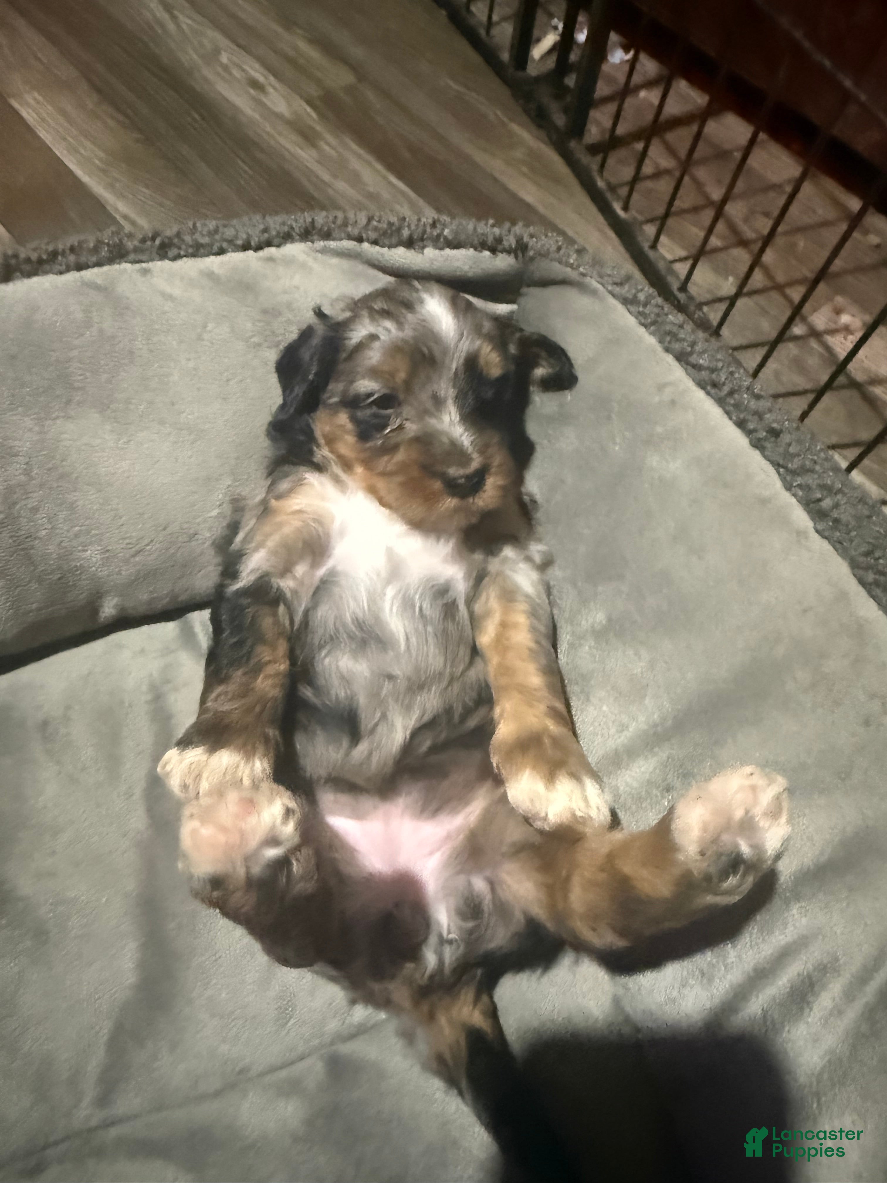 Mini Bernedoodle dogs Mini Bernedoodle Bear - Ad 7