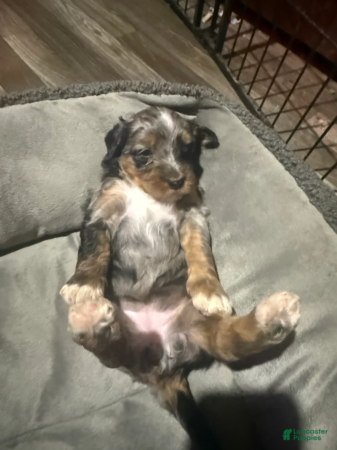 Mini Bernedoodle dogs for sale: Mini Bernedoodle Bear - Ad 1