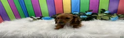 Dachshund dogs for sale: Dachshund Puppy 3 - Ad 3