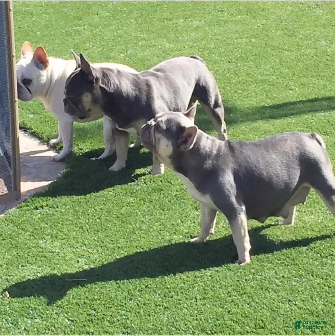 French Bulldog dogs for sale: Mickey Lilac Tan Frenchie Puppy - Ad 3