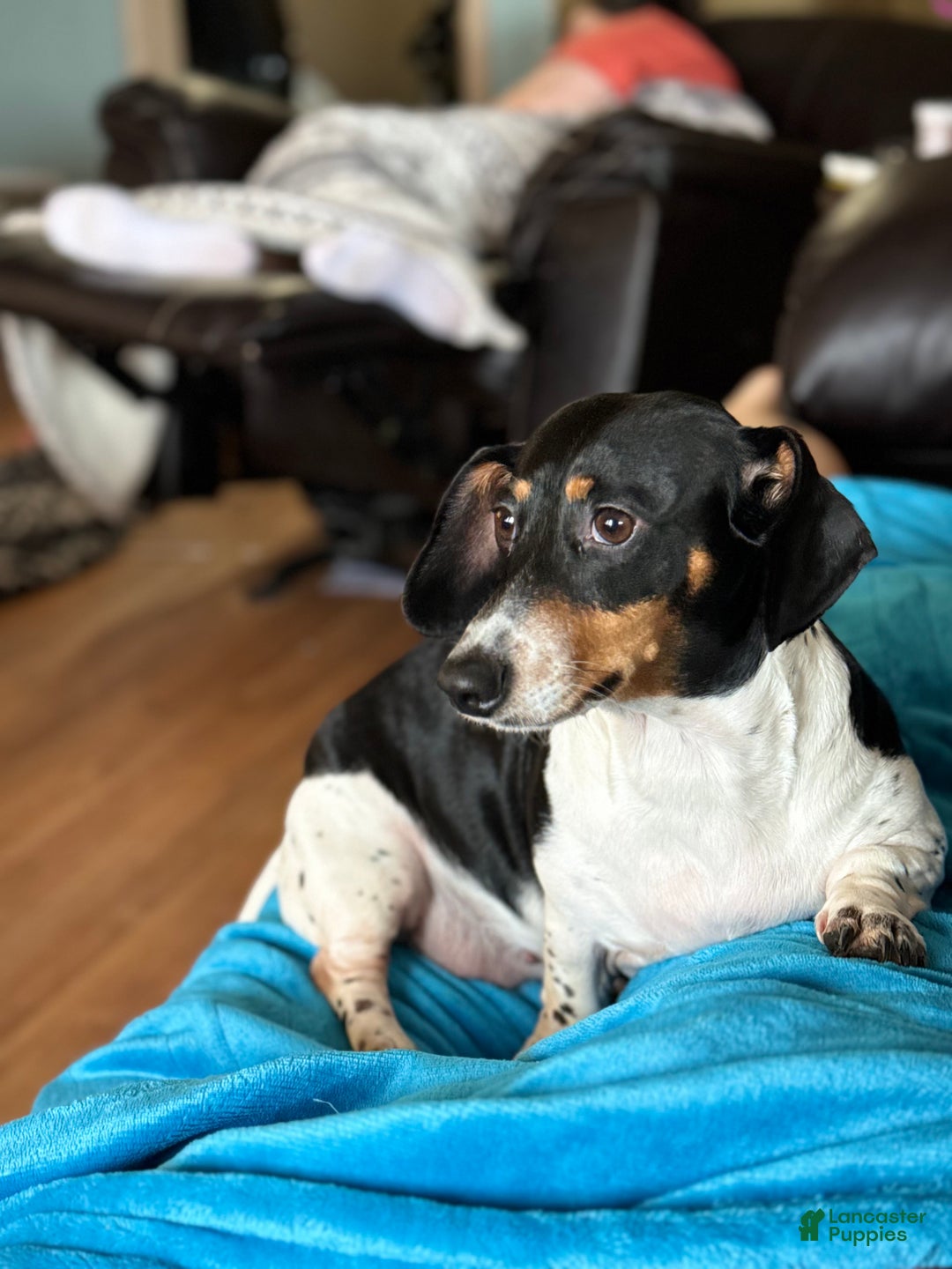 Dachshund dogs for sale: Dachshund Puppy 1 - Ad 2