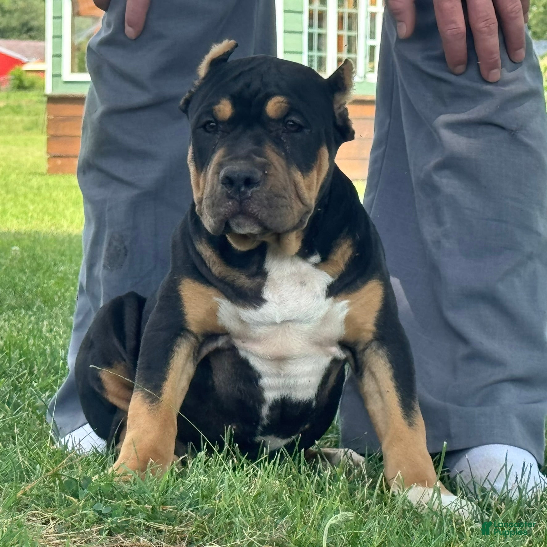 American Bully dogs Gia - Ad 1