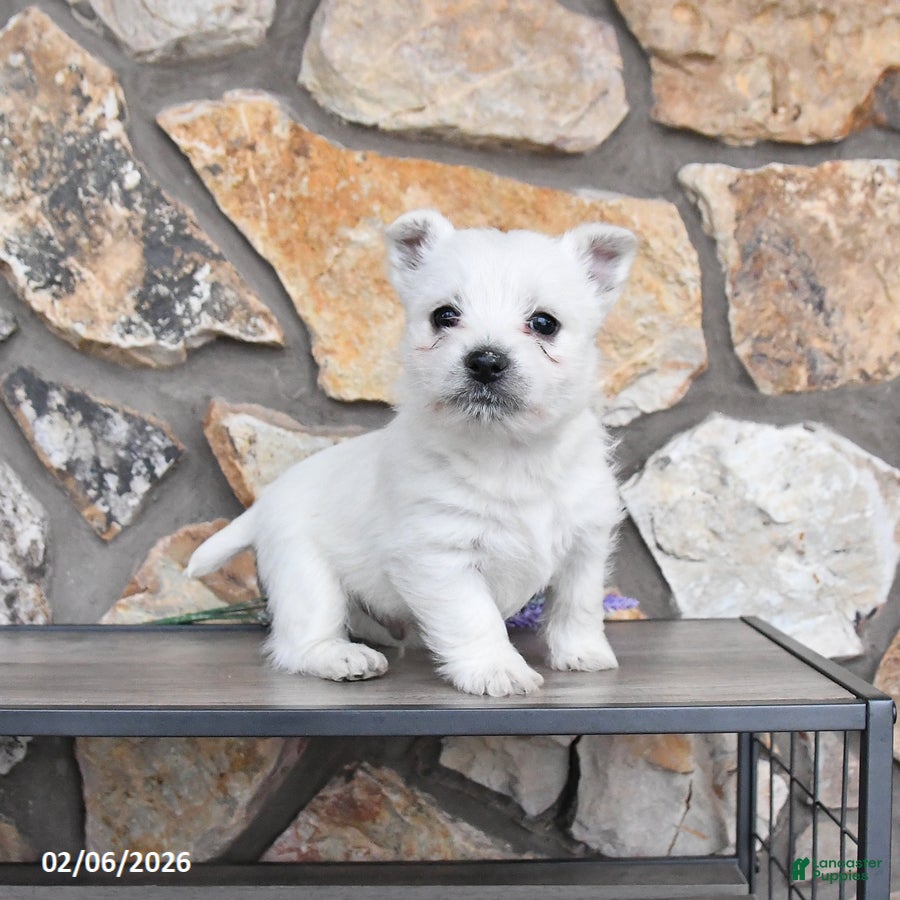 West Highland Terrier dogs Timmy - Ad 14