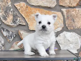 West Highland Terrier dogs Timmy - Ad 14
