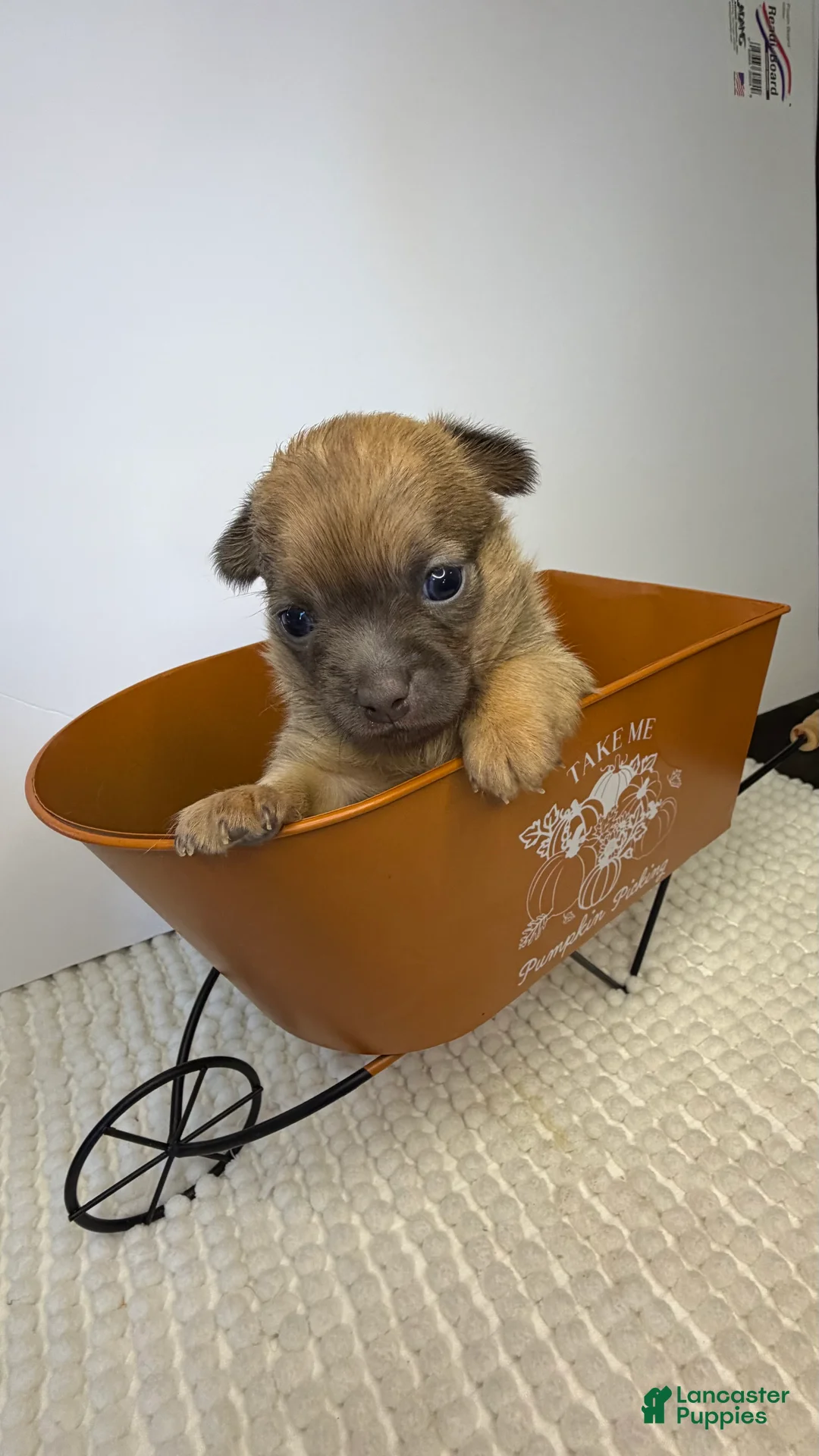 Chihuahua dogs for sale: Chihuahua 2 - Ad 2