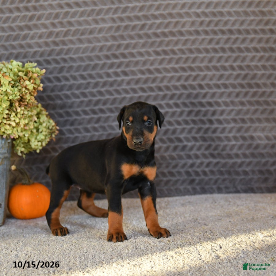 Doberman Pinscher dogs Ellie - Ad 2