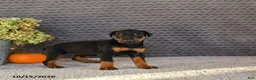 Doberman Pinscher dogs for sale: Ellie - Ad 2