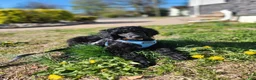 Standard Poodle dogs for sale: Standard Poodle Puppy  - Ad 4