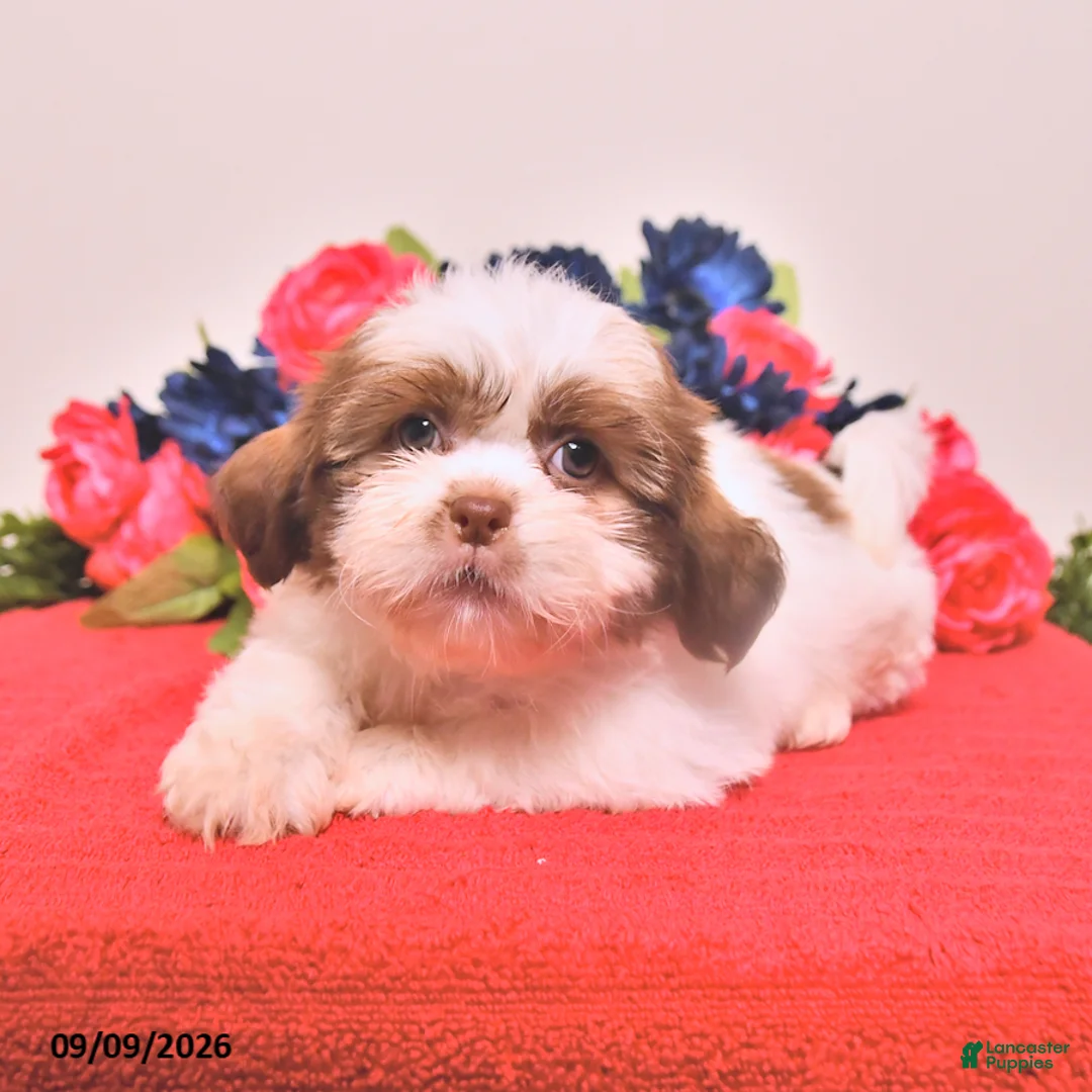 Shih Tzu dogs for sale: Nemo - Ad 1