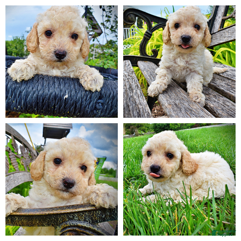 Havapoo dogs Avalon-SUMMER SALE!! $100 off listed price-this week only!  - Ad 1