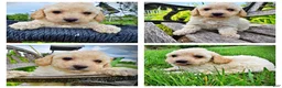 Havapoo dogs for sale: Avalon-SUMMER SALE!! $100 off listed price-this week only!  - Ad 1