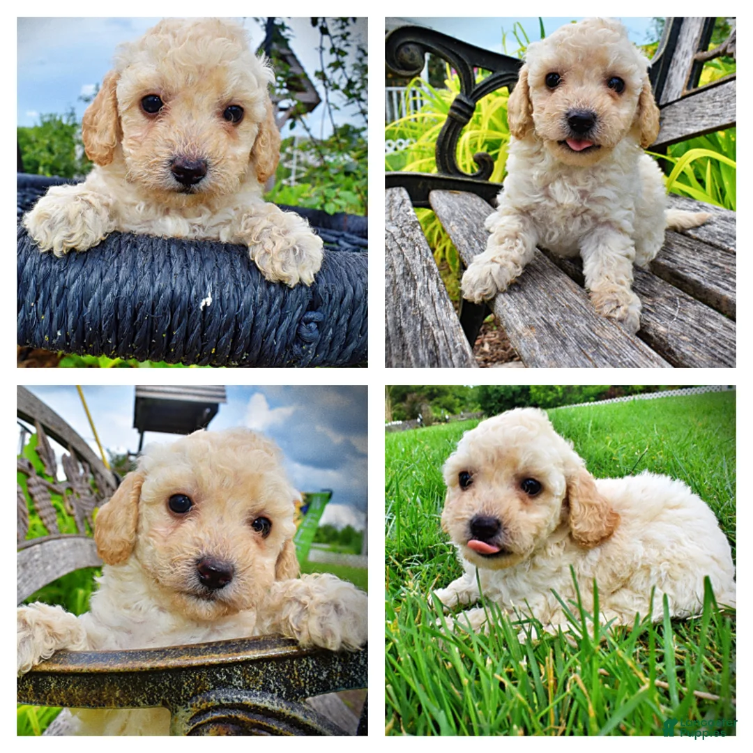Havapoo dogs for sale: Avalon-SUMMER SALE!! $100 off listed price-this week only!  - Ad 1