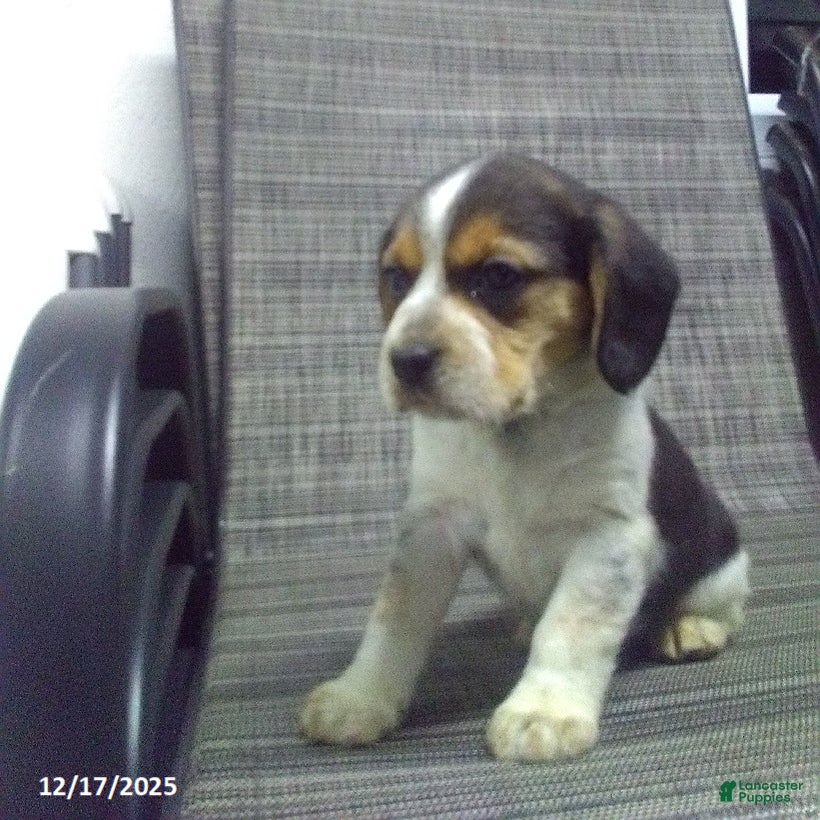 Beagle dogs Max - Ad 13