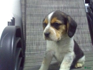 Beagle dogs Max - Ad 13