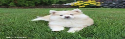Pomsky dogs for sale: Scout - Ad 3