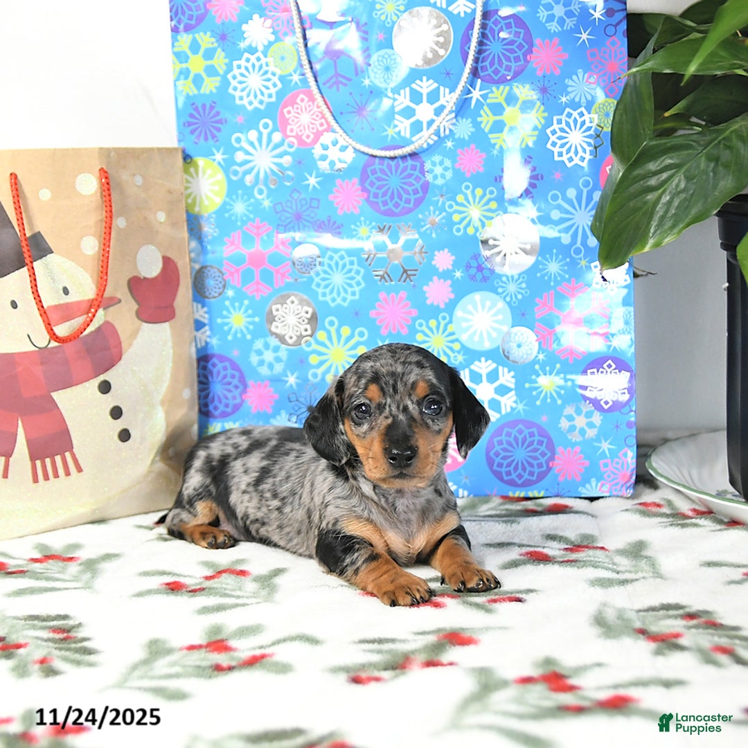 Miniature Dachshund dogs for sale: Bubbles - Ad 3