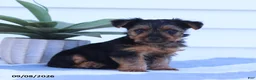 Yorkshire Terrier dogs for sale: Giggles - Ad 3