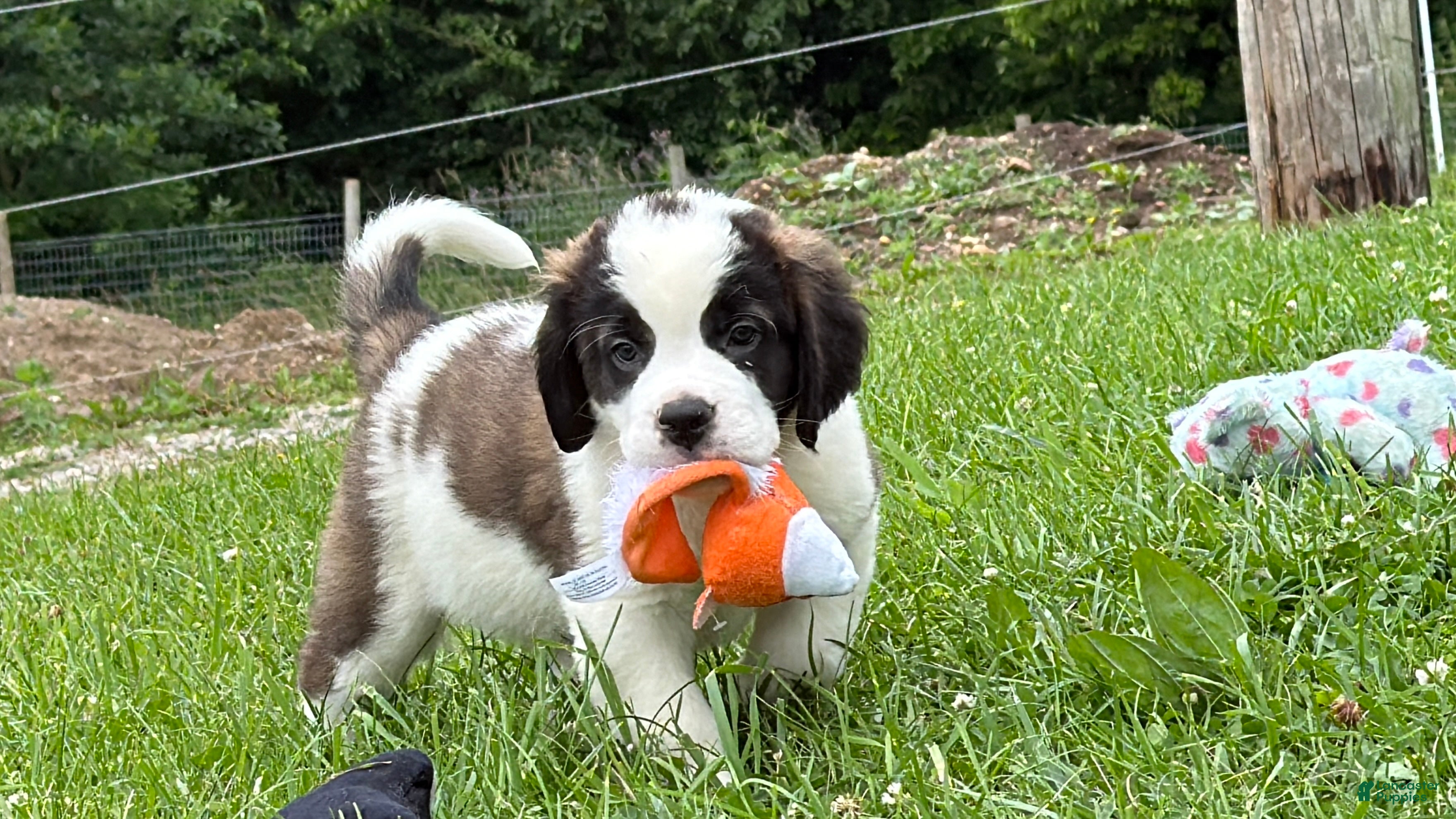 Saint Bernard dogs Betsy  - Ad 2