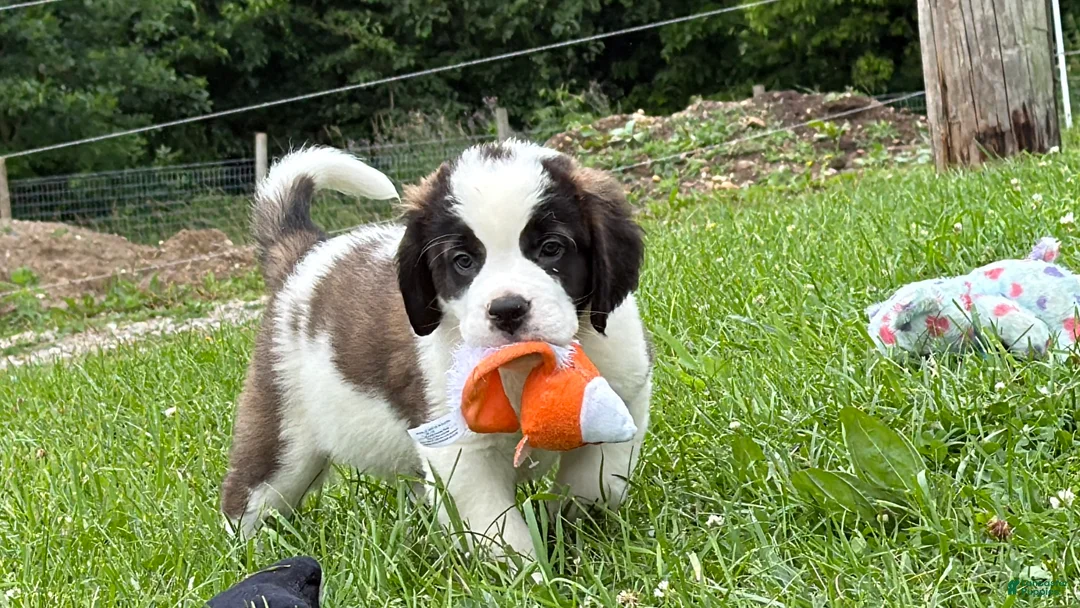 Saint Bernard dogs for sale: Betsy  - Ad 2