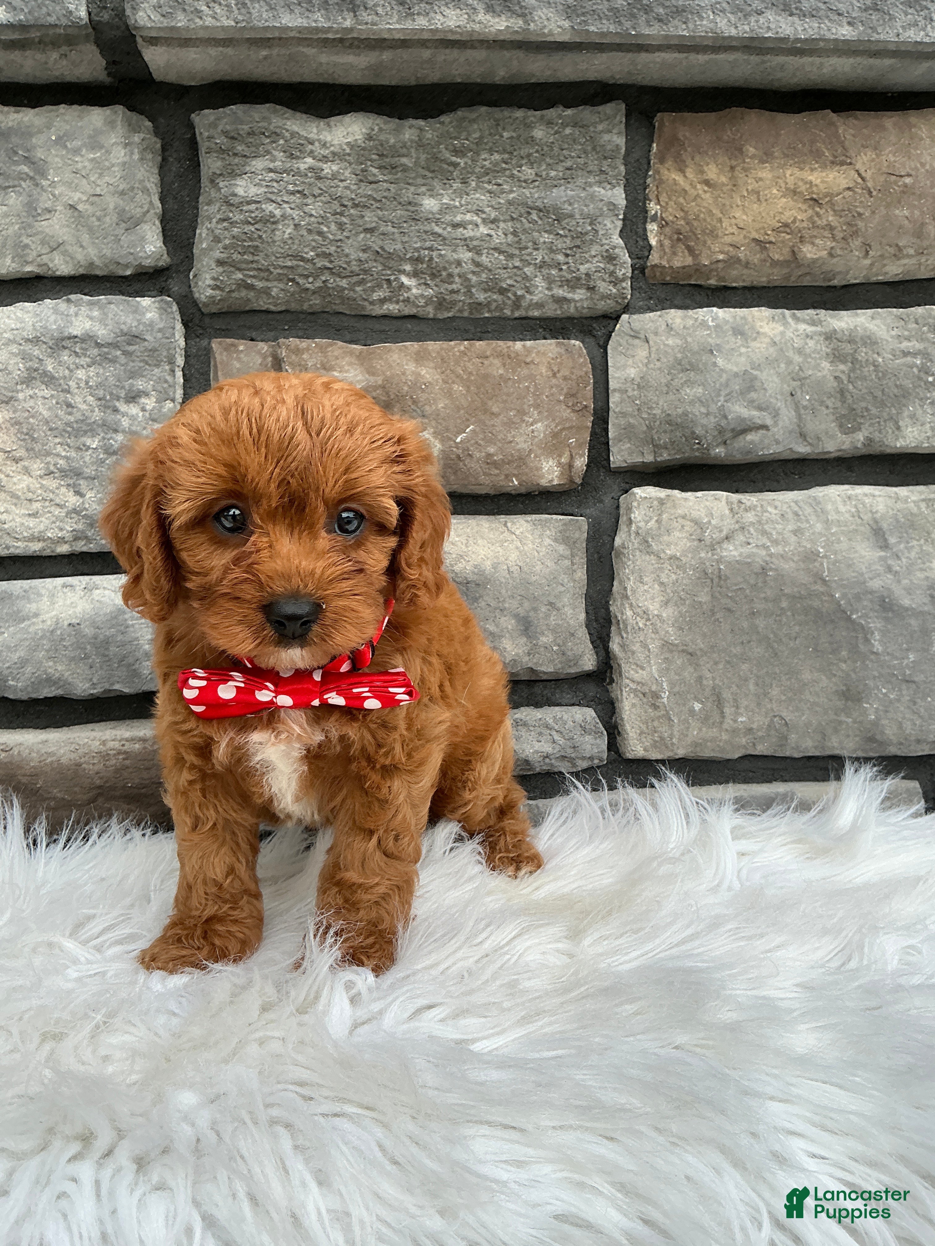Cavapoo dogs Molly - Ad 2