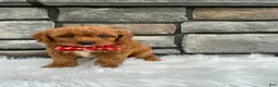Cavapoo dogs for sale: Molly - Ad 2