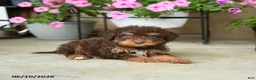 Mini Aussiedoodle dogs for sale: Paul - Ad 3