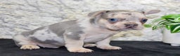 French Bulldog dogs for sale: Royal - Ad 4