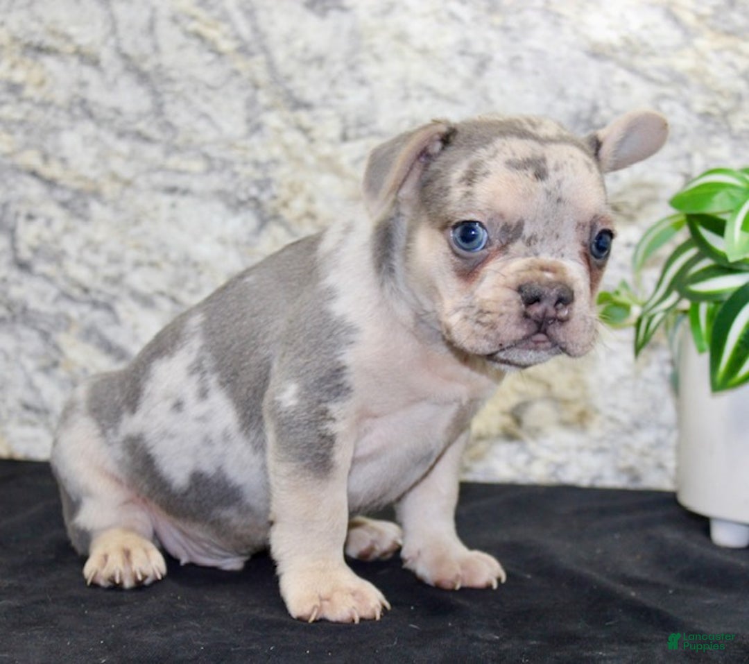French Bulldog dogs for sale: Royal - Ad 4