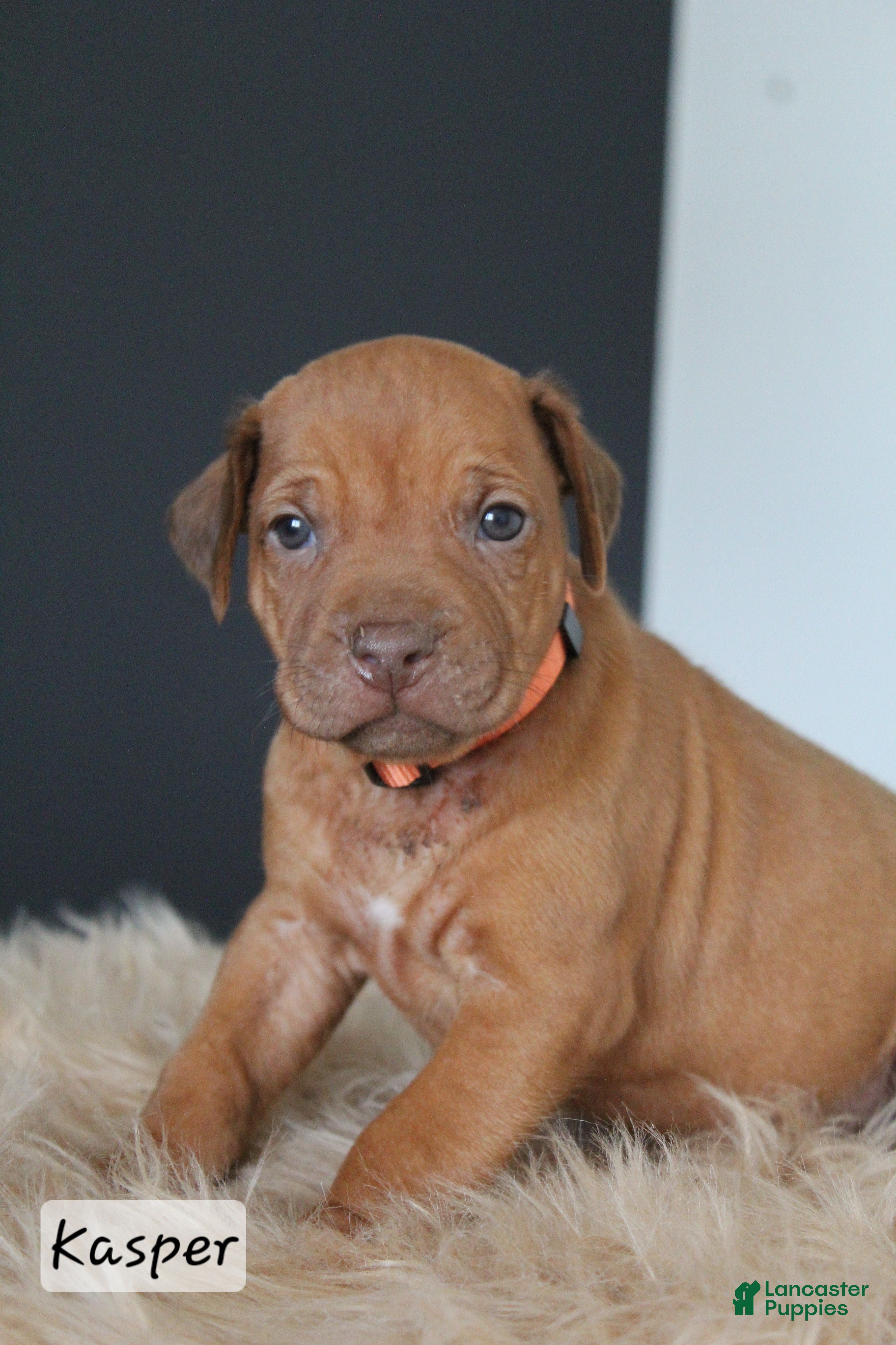 Rhodesian Ridgeback dogs Kasper - Ad 11