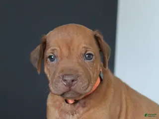 Rhodesian Ridgeback dogs Kasper - Ad 11