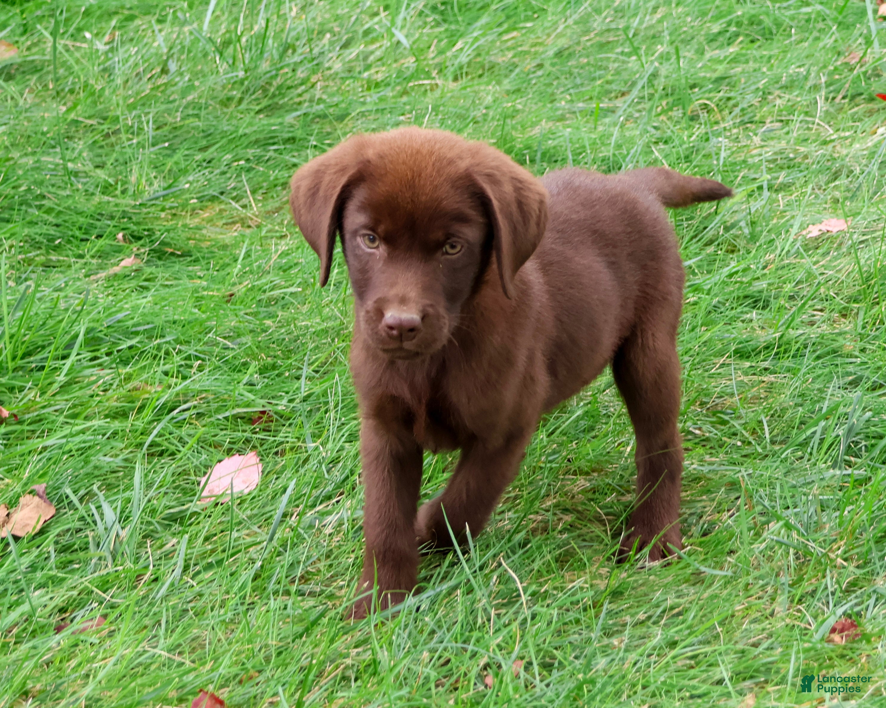 Labrador Retriever dogs Heath - Ad 2