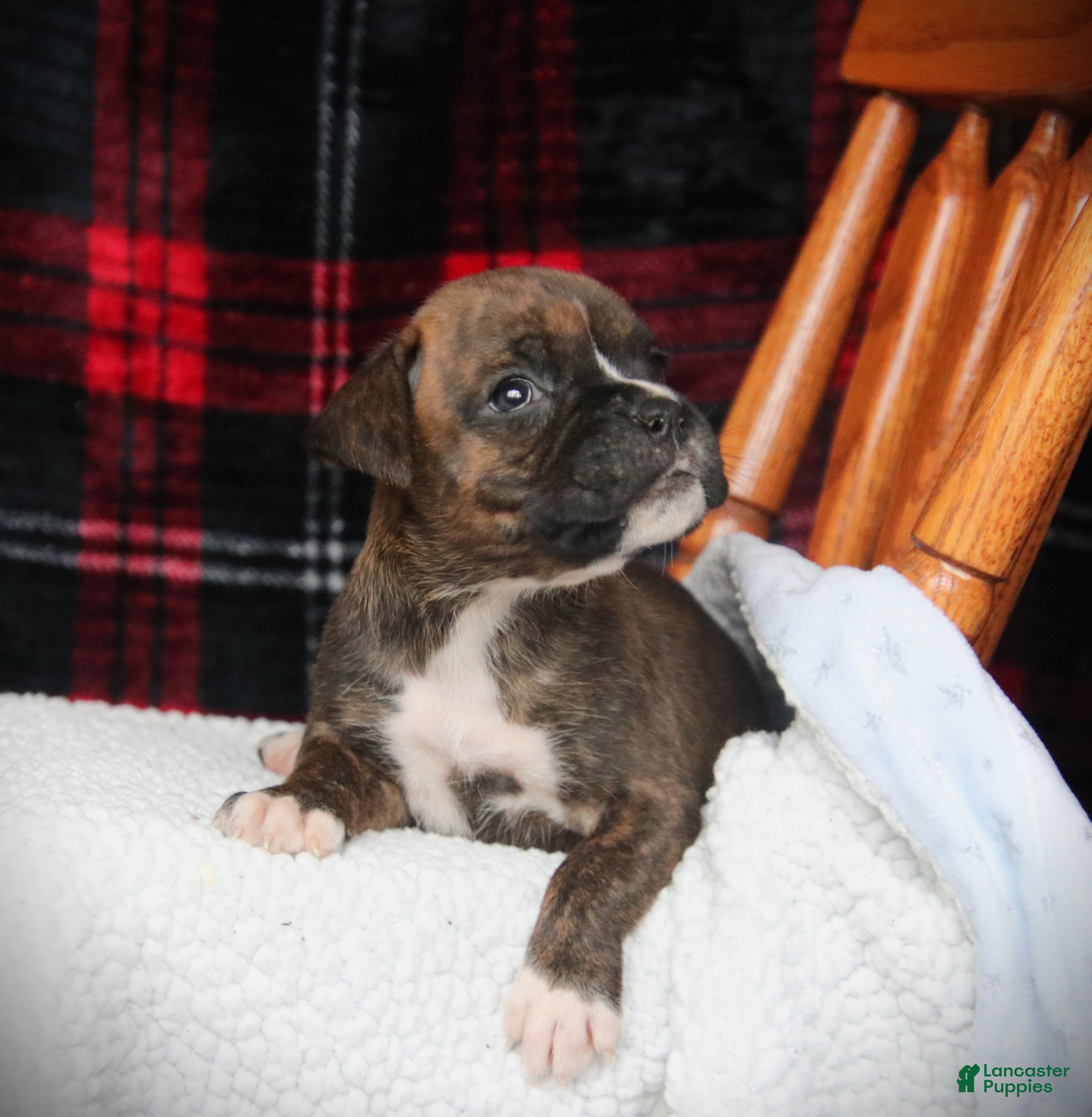 Boxer dogs Amiga - Ad 3