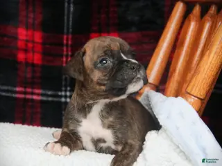 Boxer dogs Amiga - Ad 3