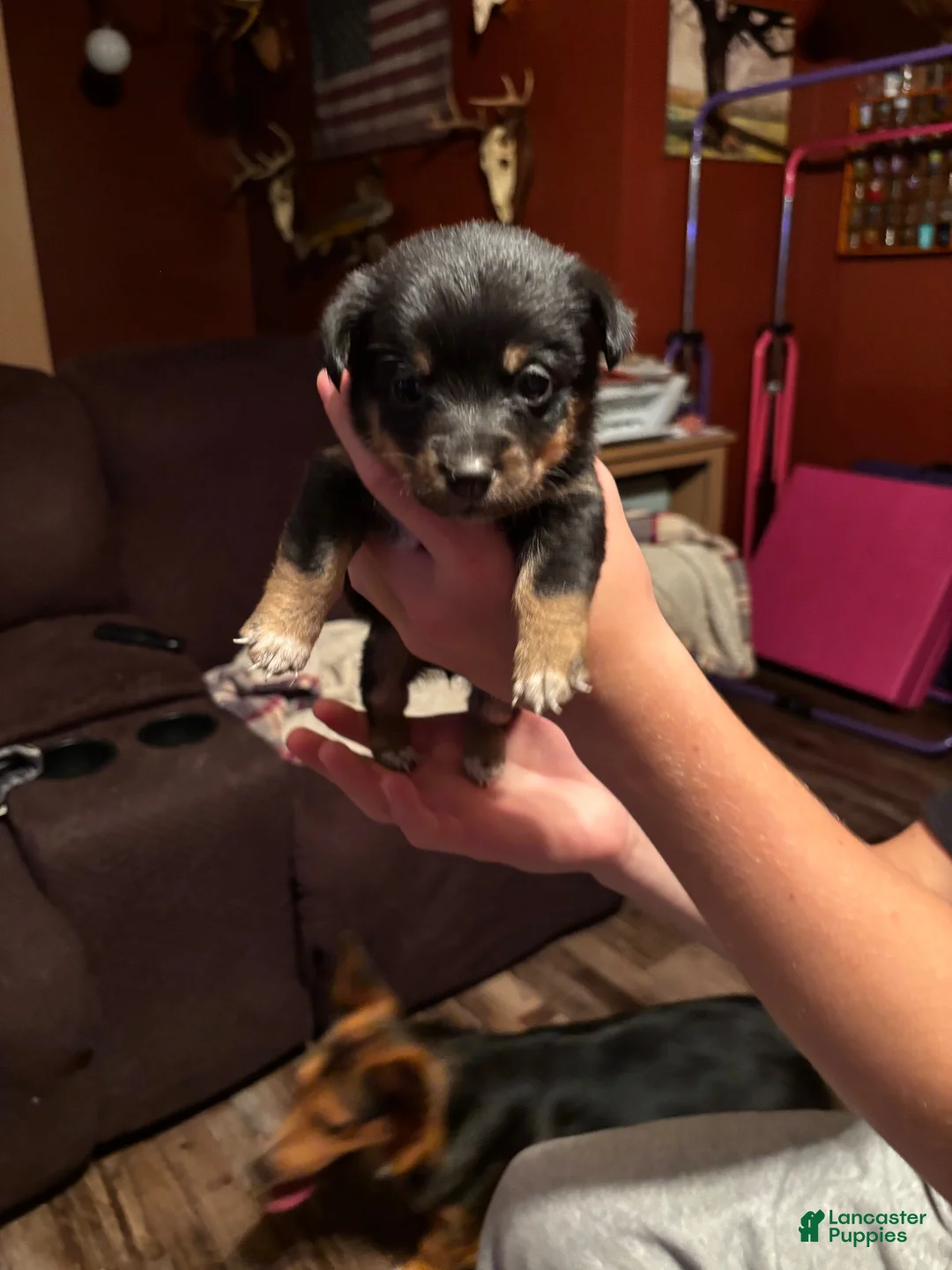 Mixed Breed dogs for sale: Ember - Ad 1