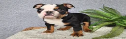 English Bulldog dogs for sale: Easton - Ad 5