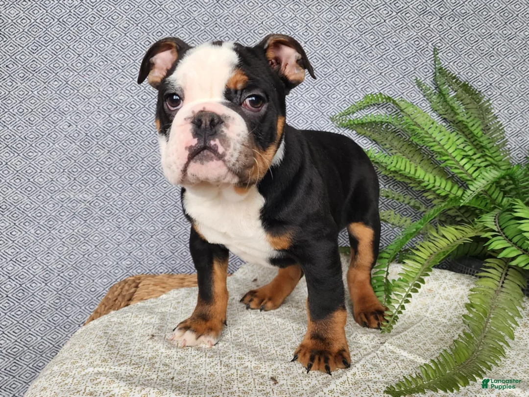 English Bulldog dogs for sale: Easton - Ad 5