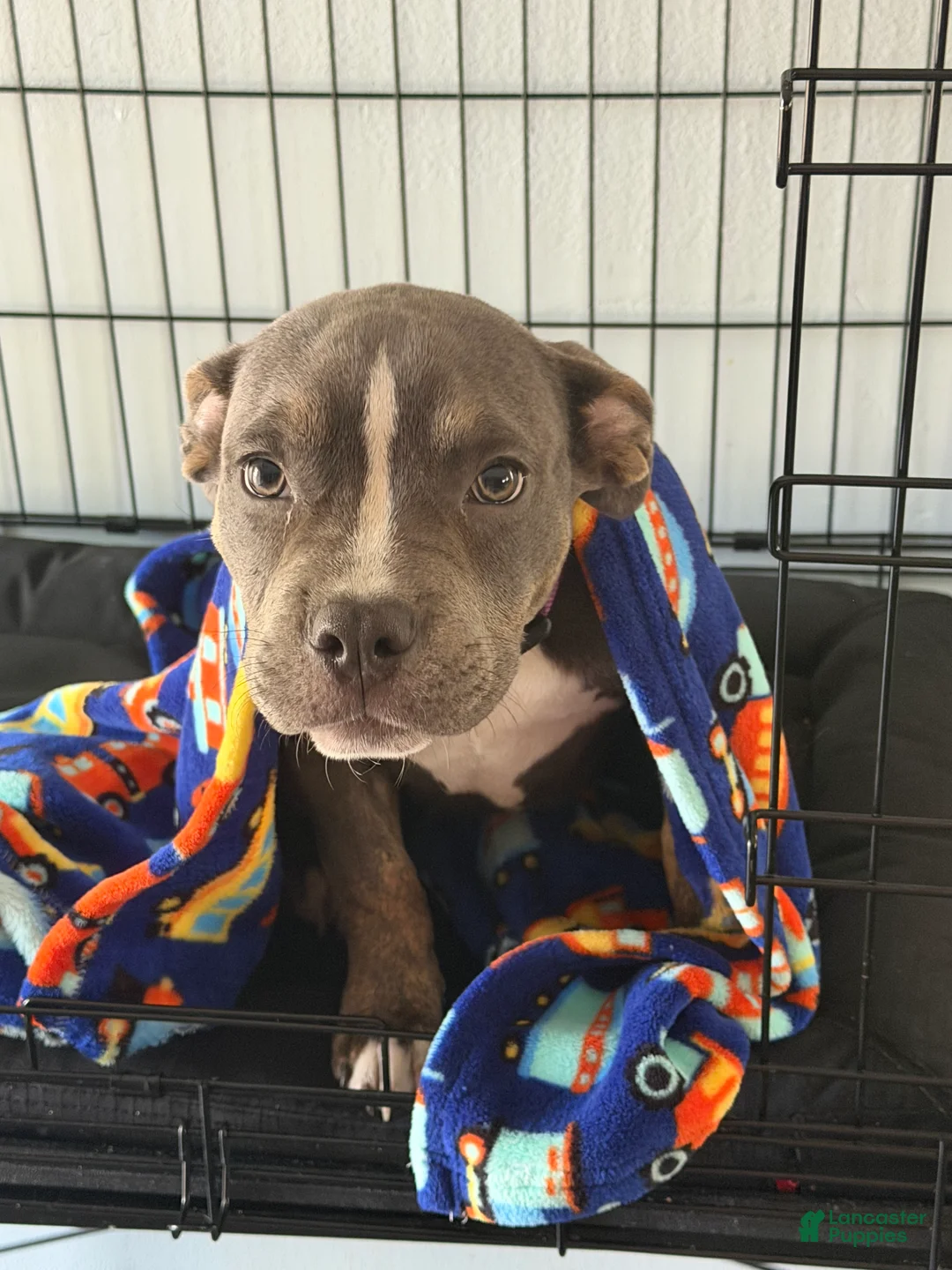 American Pit Bull Terrier dogs for sale: American Pit Bull Terrier 1 - Ad 5