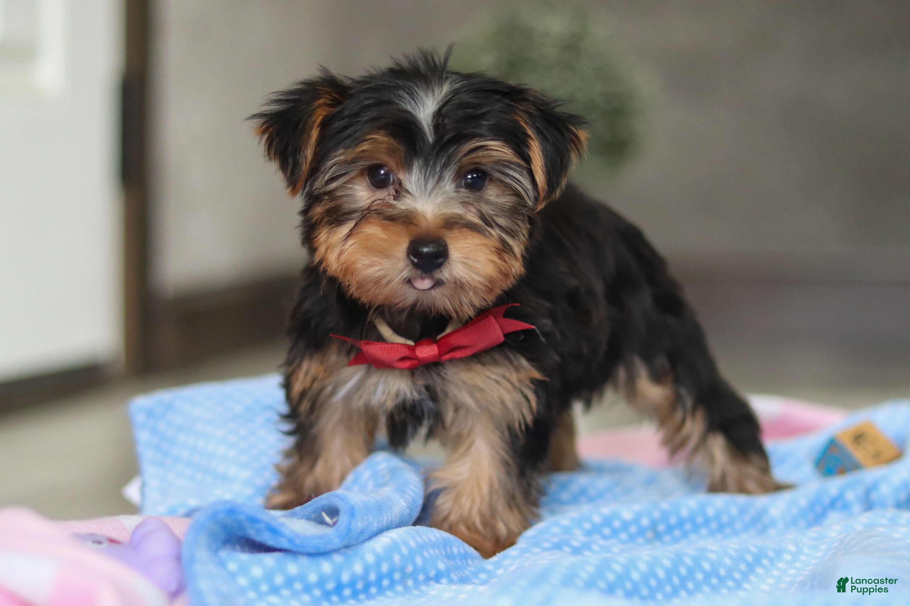 Yorkshire Terrier dogs Malcolm - Ad 2