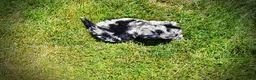 Havapoo dogs for sale: Indy - Ad 11
