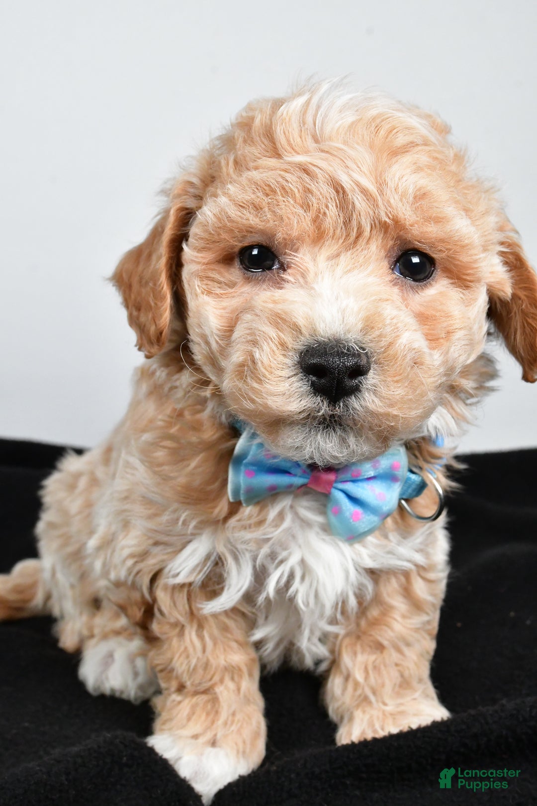 Maltipoo dogs for sale: Jeff - Ad 4