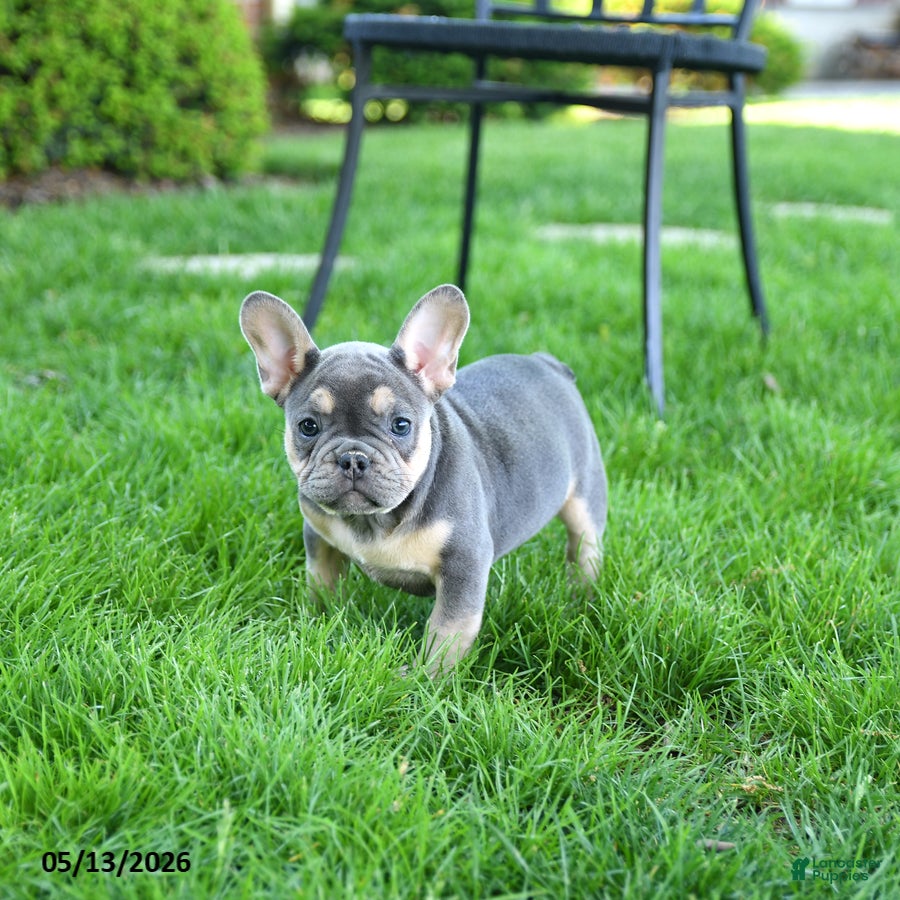 French Bulldog dogs Smokey - Ad 2