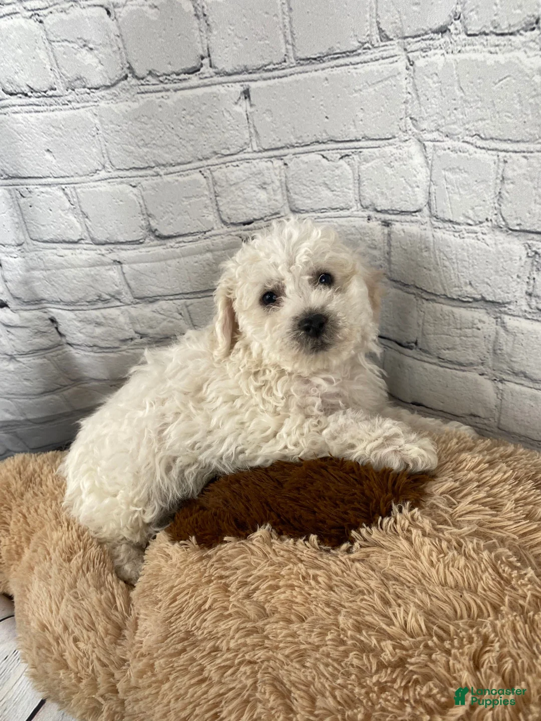 Bichon Frise dogs for sale: Tucker - Ad 11