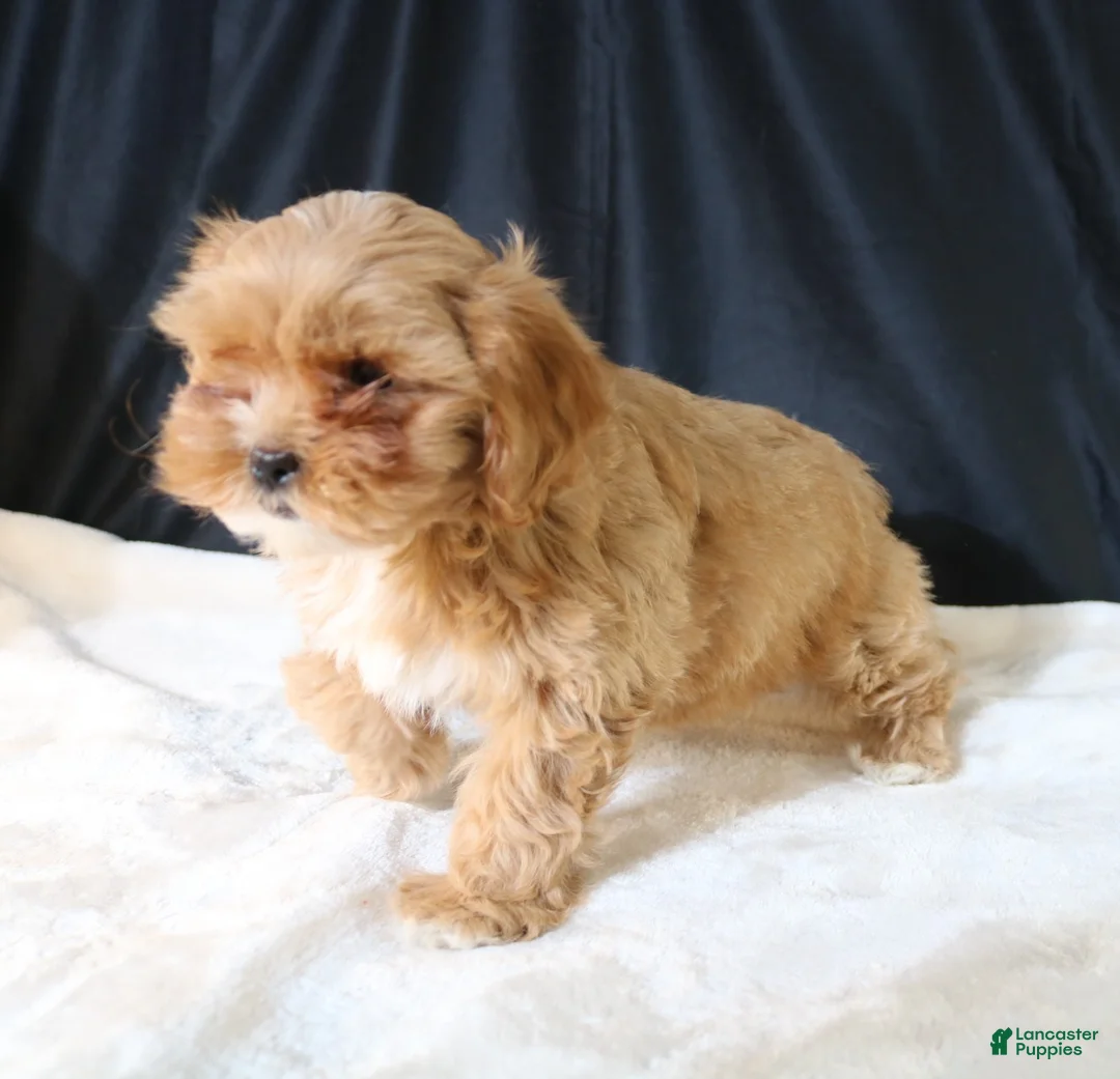 Shihpoo dogs for sale: Shihpoo Puppy 2 - Ad 4