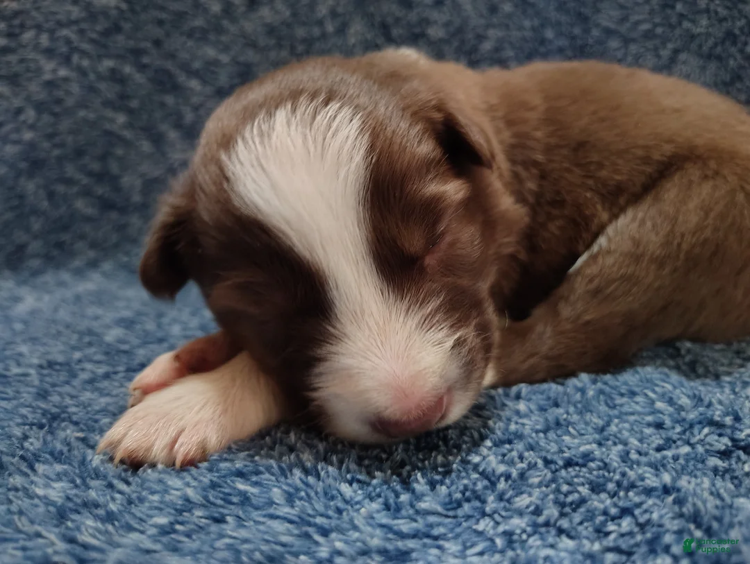 Border Collie dogs for sale: Cash - Ad 3