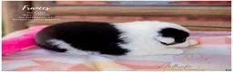 Australian Shepherd dogs for sale: Frances - Ad 4