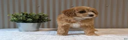 Cavapoo dogs for sale: Cavapoo Puppy 1 - Ad 2
